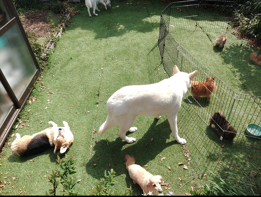 あと18日‼️どうかお願いです。お力添えください‼️