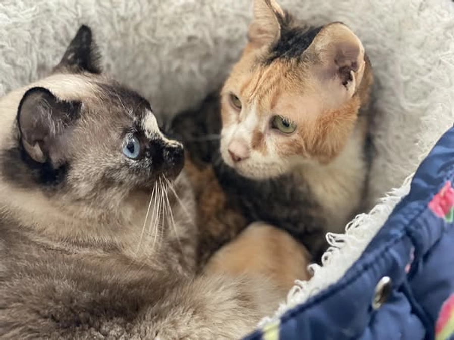 「かもしれない運転」と「マイナーリーグ」がパネル展に