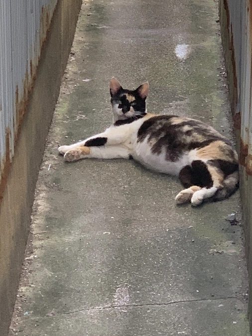 今回のプロジェクトのミケ猫ちゃんのお話し