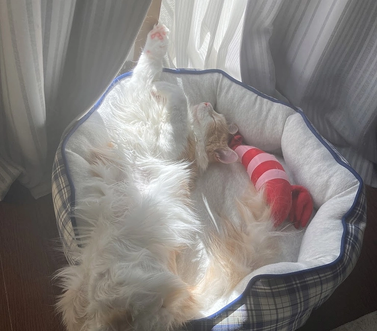 クラファン達成のお礼（ルイの様子も少しだけ）