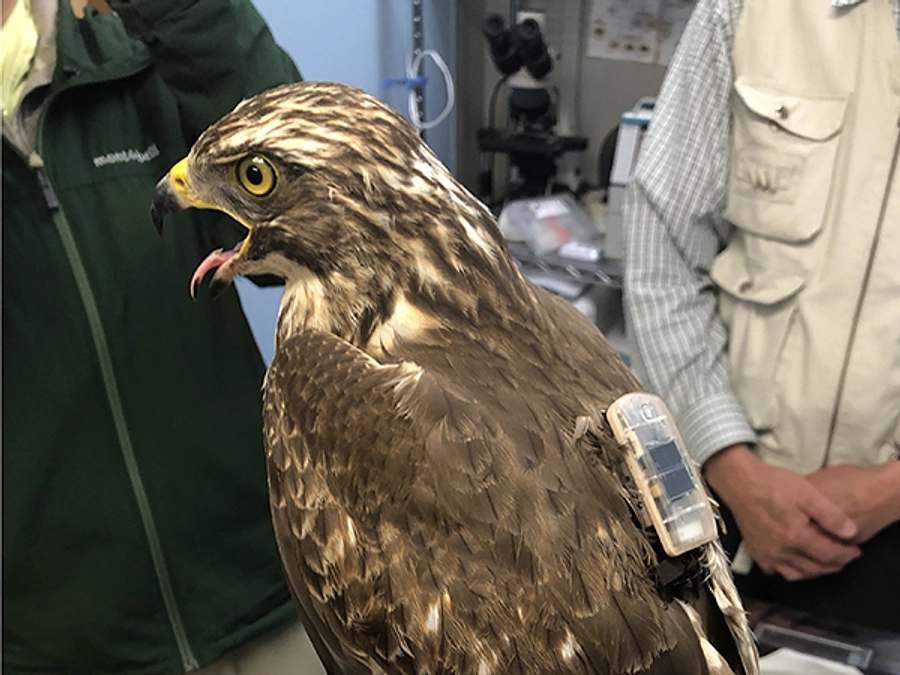 【第一弾のサシバたち】マリンテラス