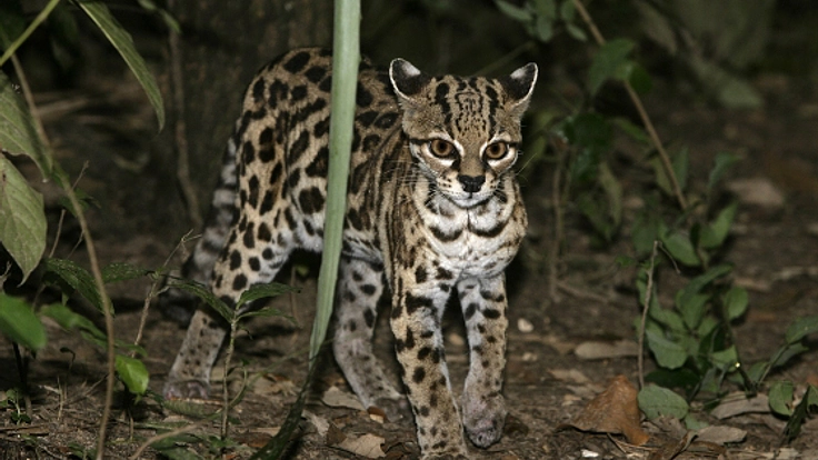 絶滅と消費の問題解決に向け若手研究者を条約会議に参加させたい