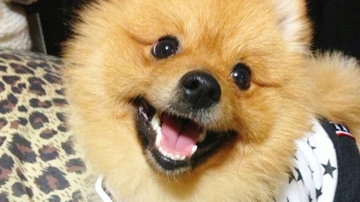 愛犬・愛猫の現代病を「植物酵素＋乳酸菌サプリ」で防ぎます！