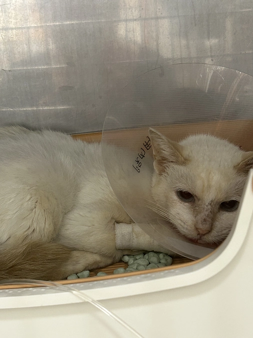 運命の分かれ道となる保護ですか。。。全体のTNRに繋げたい🐱