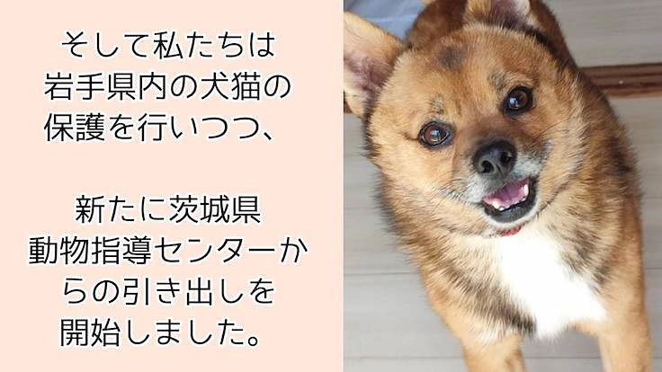 『野犬』も安心して暮らせる保護施設を岩手に作りたい 4枚目