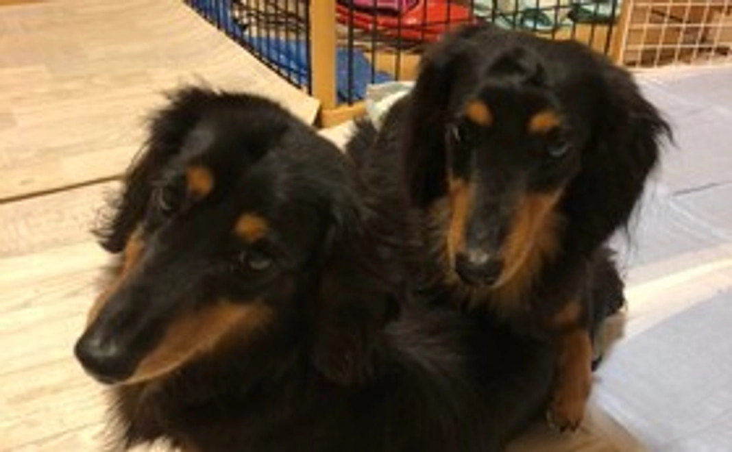 MikiJapanサポーター10000円コース