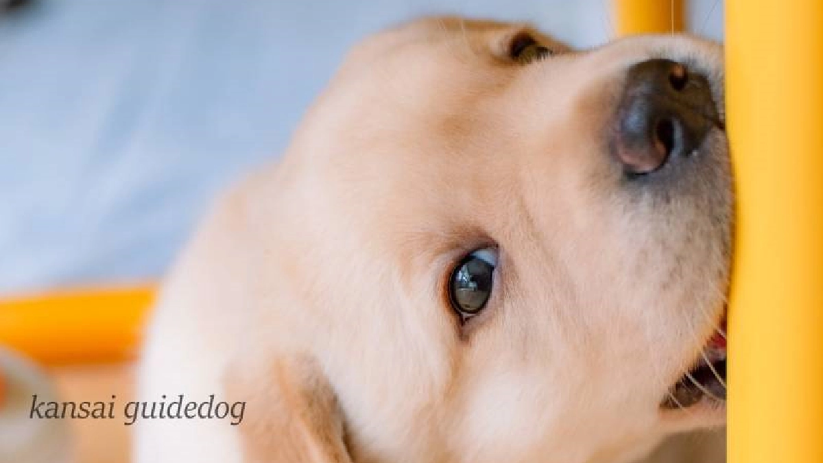 パピーたち（２０２３／０９／１１）