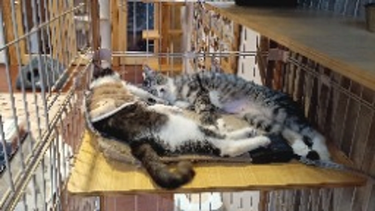 達成率50%を越えました！