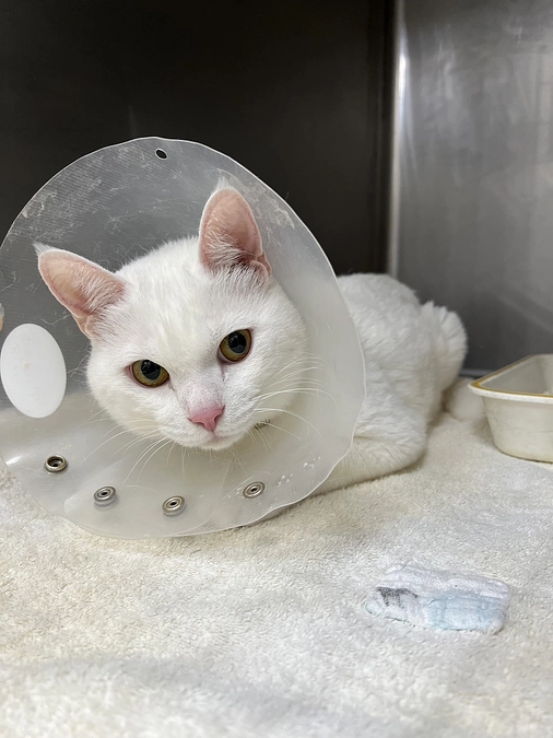 能登半島地震、第１便で私たちが受け入れた被災の白猫ツナちゃん。こんな形で愛猫と別れる日がくるとは・・