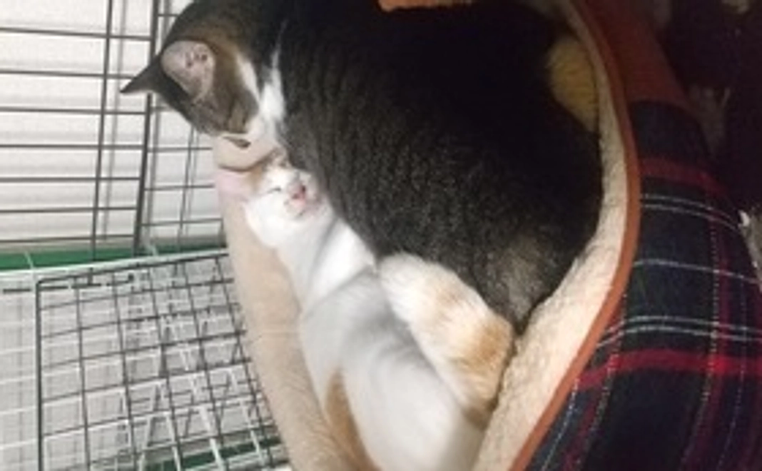 感謝のメール活動報告をいたします。