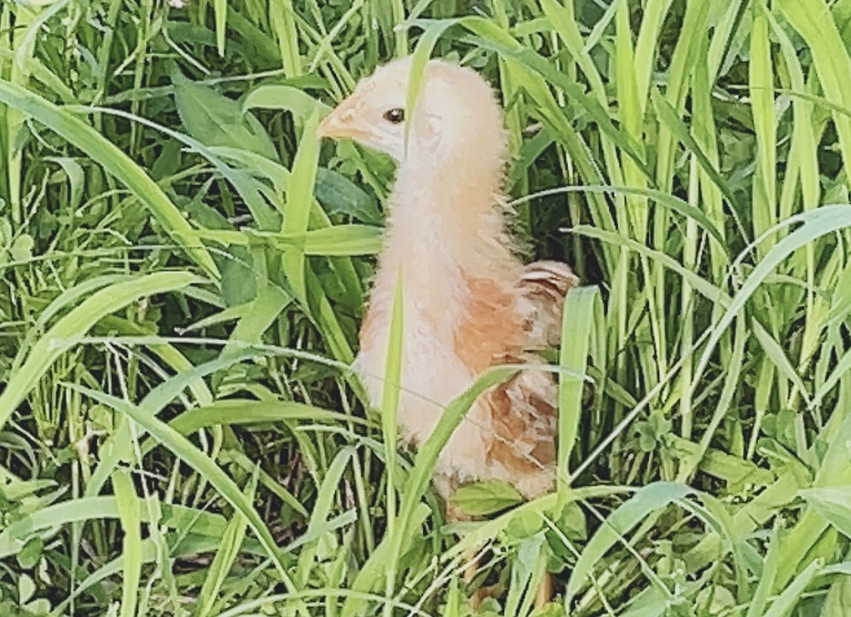 生きれる時間を私達は止めない