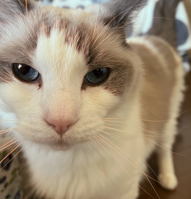 具合が悪い時と元気な時の表情の違い