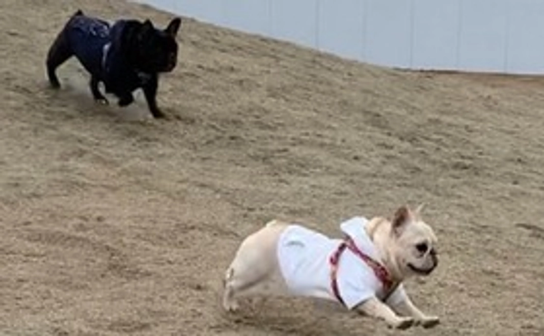 ドッグラン利用権利1