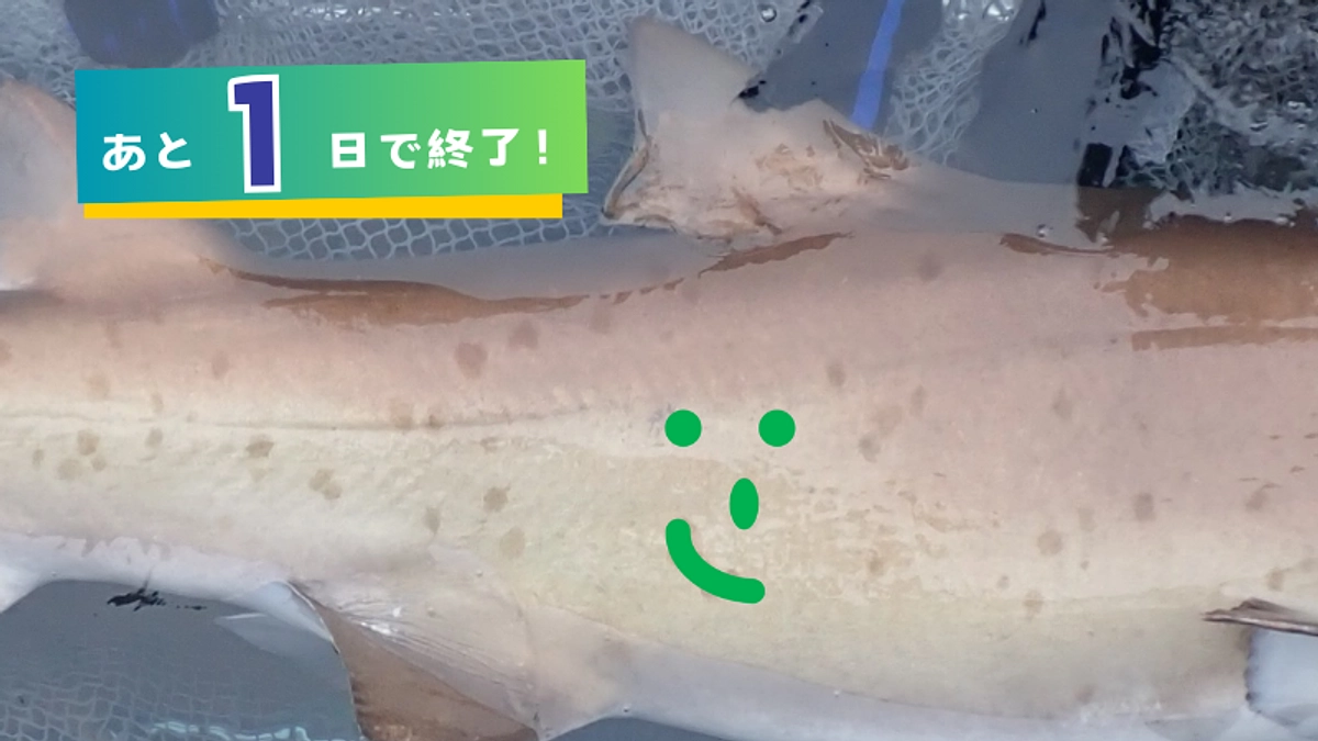 【支援募集終了まであと1日！】この斑紋見たことある！個体識別のおはなし