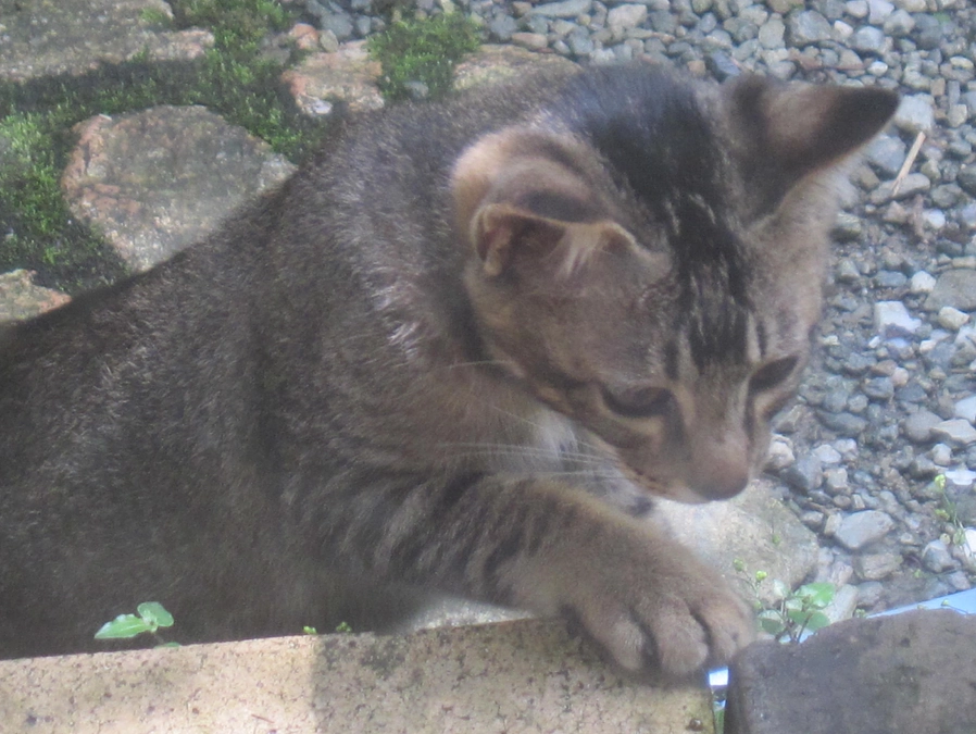 【クラウドファンディング挑戦】残り5日間