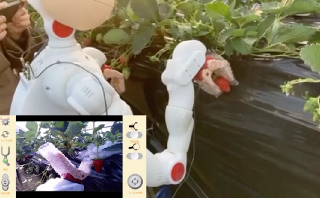 【先着13名①】遠隔観光農園体験会への参加