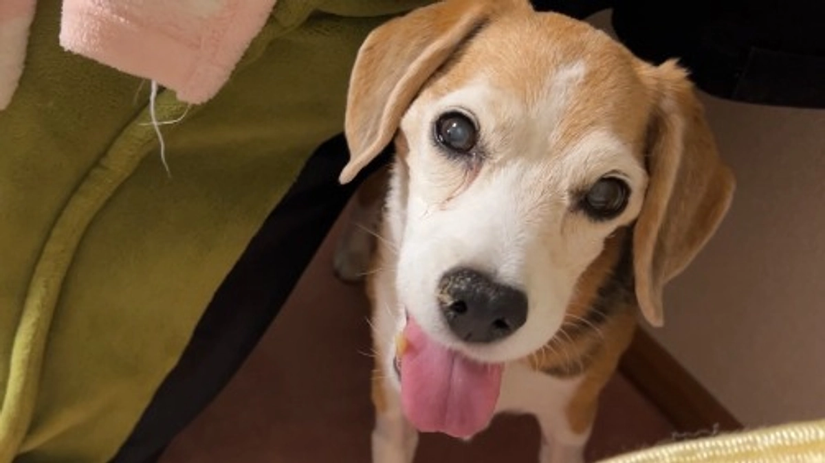 10/14 消化器型リンパ腫の疑い。