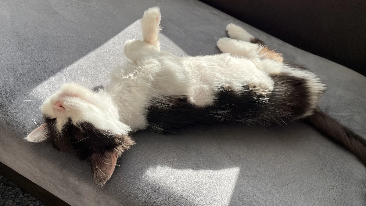 11/28〜30のテオくんの様子