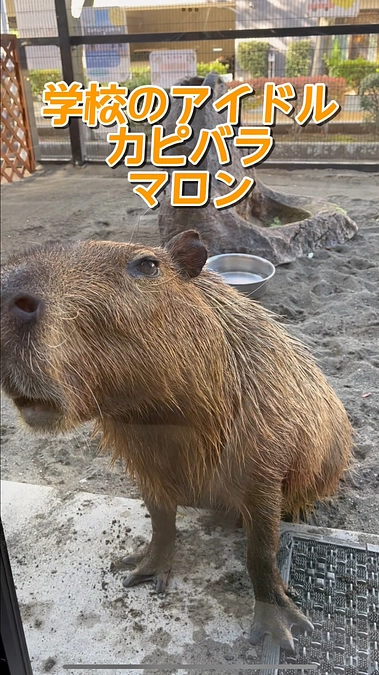 TCA東京ECOさんから動画「学校のアイドル カピバラ マロン」が届きました！ありがとうございます！