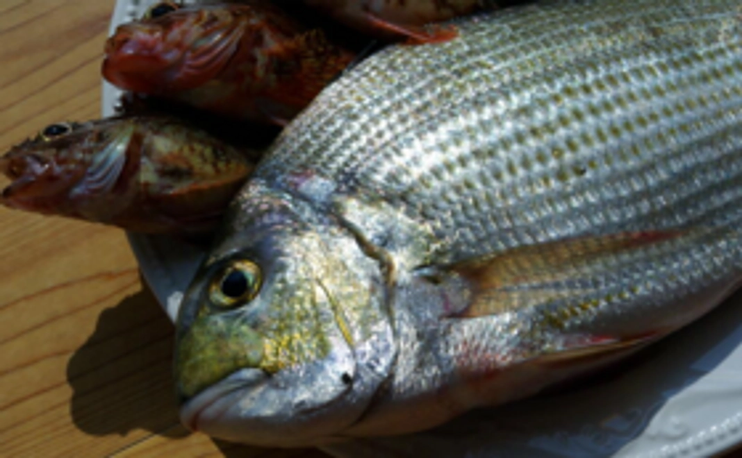 新鮮捕れたての魚介類をお届け!