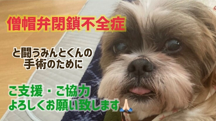 【僧帽弁閉鎖不全】ミント♂の手術のための支援をお願いいたします!