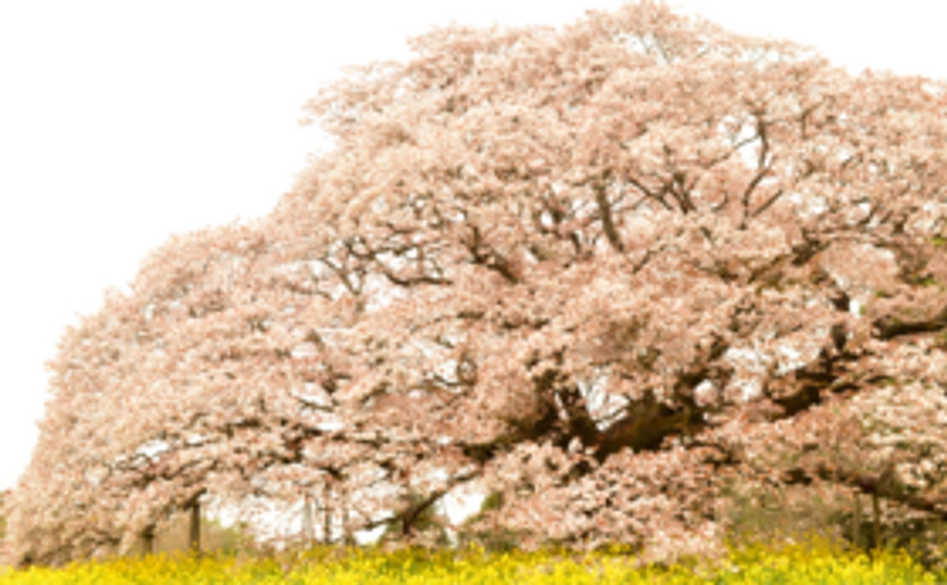 【Readyfor限定！】千葉県の日本酒を飲み放題ご招待券