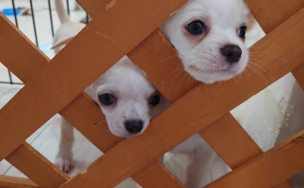 お気持ちコース