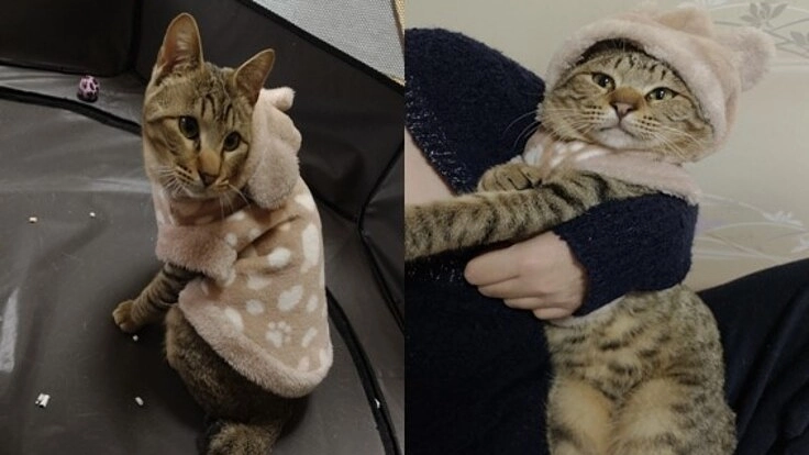 口腔内ポリープの再発を繰り返す保護猫の治療費にご協力をお願いします