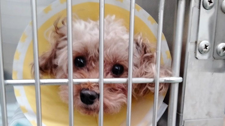 一生懸命生きる　生き場を失った犬たちを助けたい