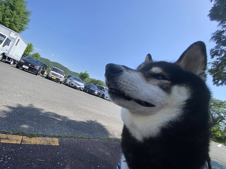 小鉄の腫瘍が小さくなってた！