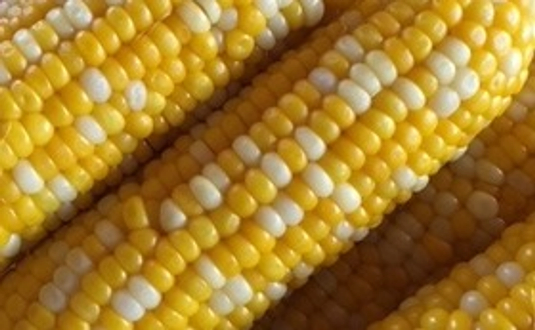 北海道旭川産　旬のトウモロコシ