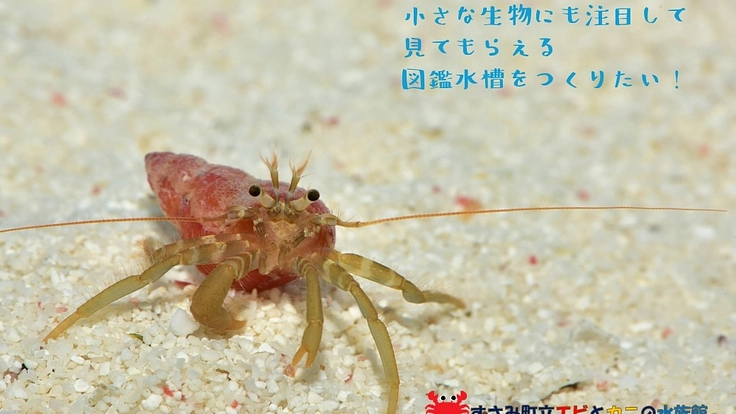 エビとカニの水族館｜生物多様性を学ぶ図鑑水槽をみんなで作りたい！ 2枚目