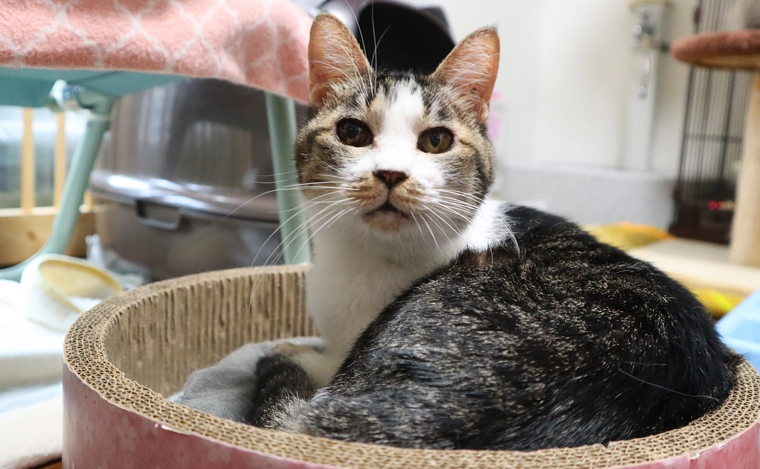 毎月5千円コース