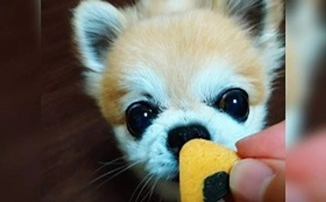 フレー！フレー！ココアコース