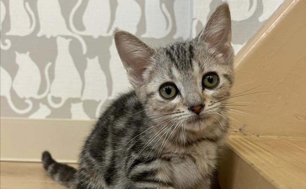 【1000円】感謝のメール、らんまるの写真