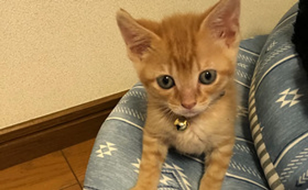 全力応援コース：500円