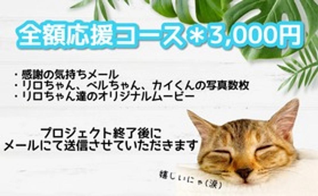 ◆3000◆リロちゃん一緒に頑張ろう！【全額応援コース】