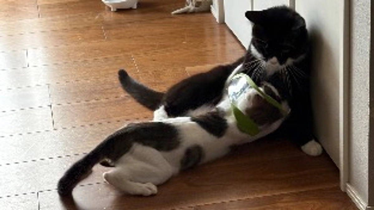 ごまさんのその後⑩