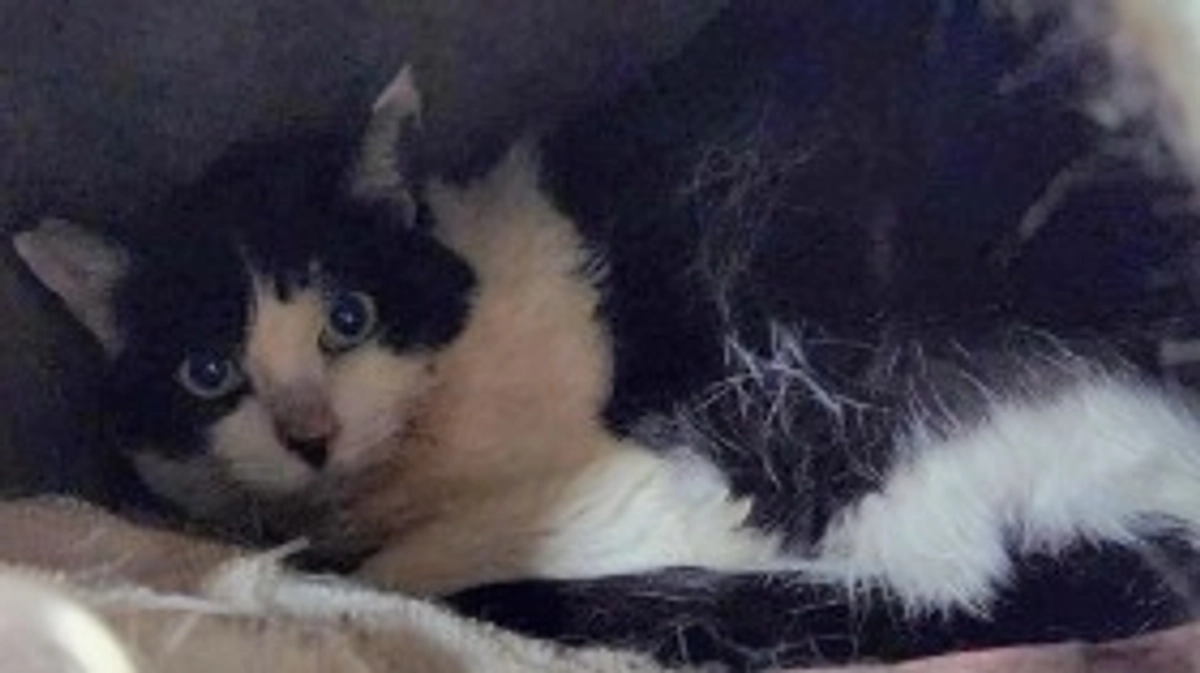 🆘️クラウドファンディング残り5️⃣日になりました🆘️