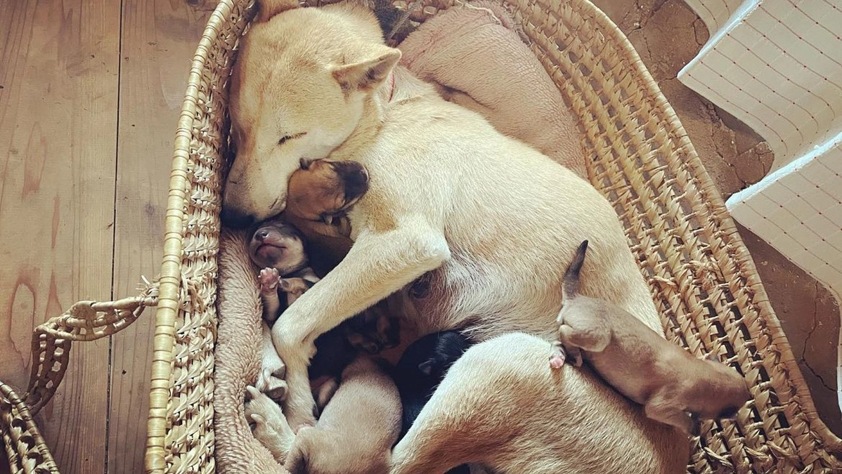 残り６日！１週間をきりました。無有無さんが縄文柴犬の絵と詩を描いてくださいました。