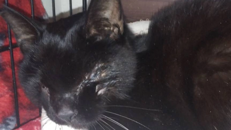 交通事故に遭った「クロ」君をご支援下さい！