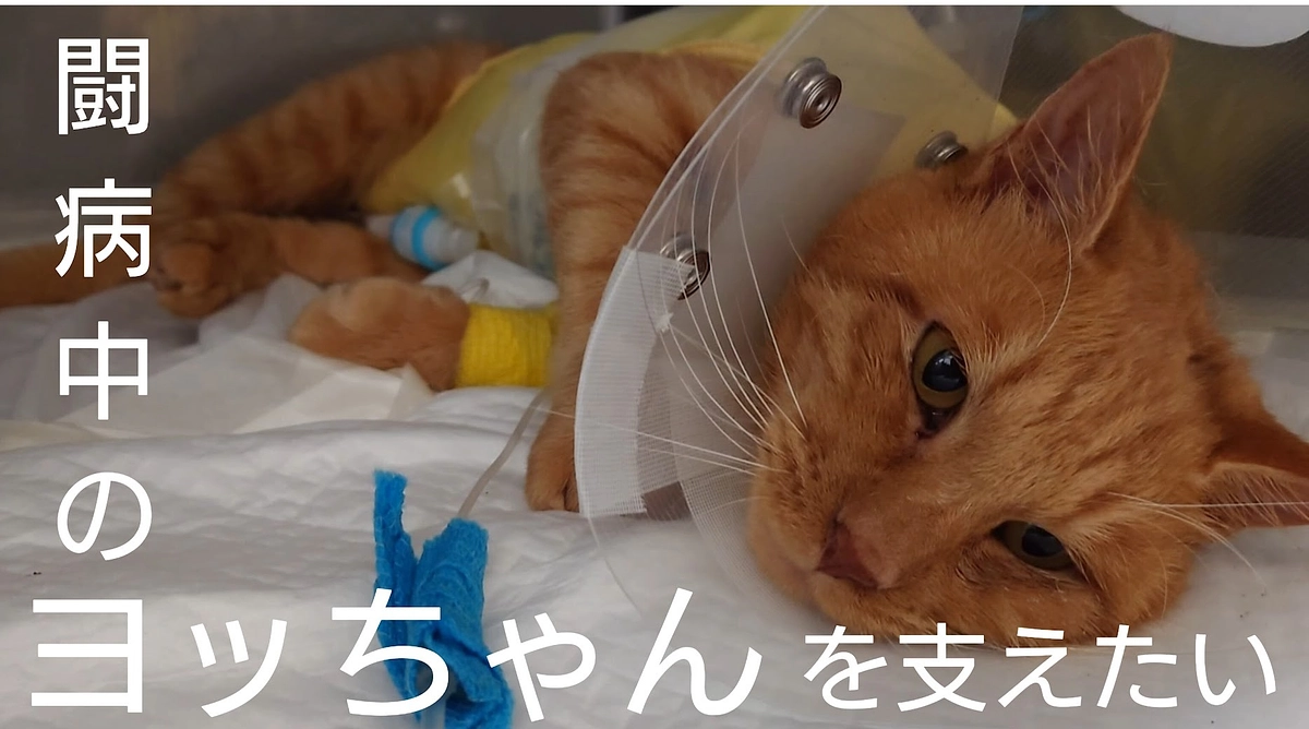 🐈ヨッちゃんと運命を辿った2匹の猫の話～野良時代編～は次回に延期します🐈