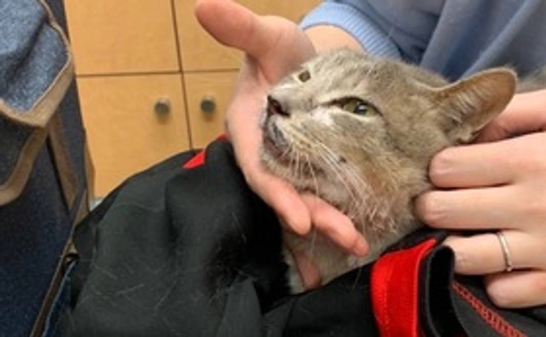 グレイくん応援コース1000