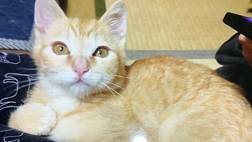 漏斗胸の保護子猫手術費、治療費のご支援 のトップ画像