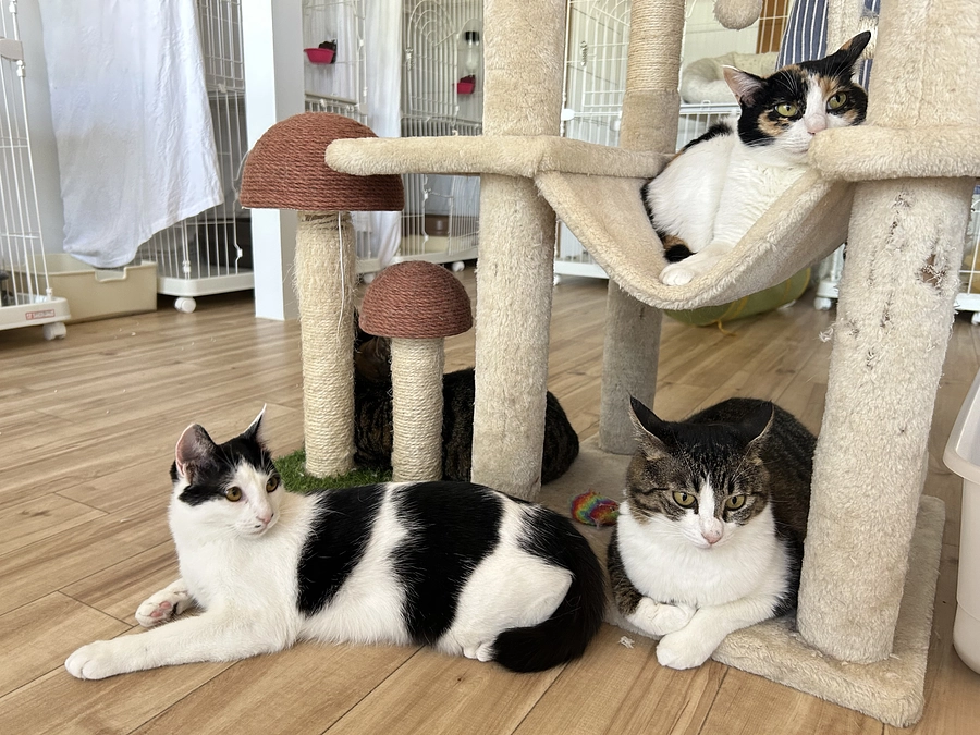 もりねこ財政緊急事態宣言！ご支援をお願いいたします。