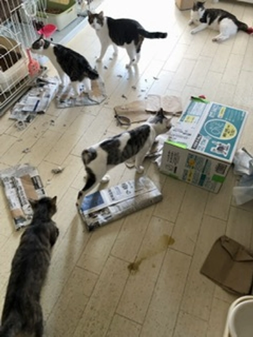 今日のあわねこ保育園