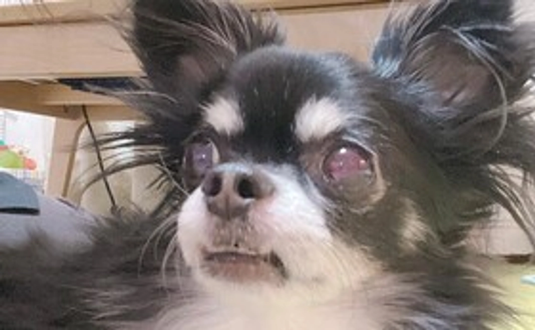 チョコを守り隊①