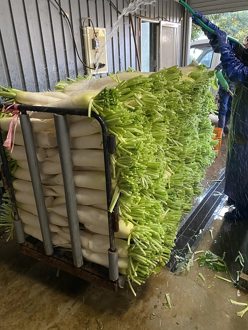 寮生と農業体験に行ってきました！