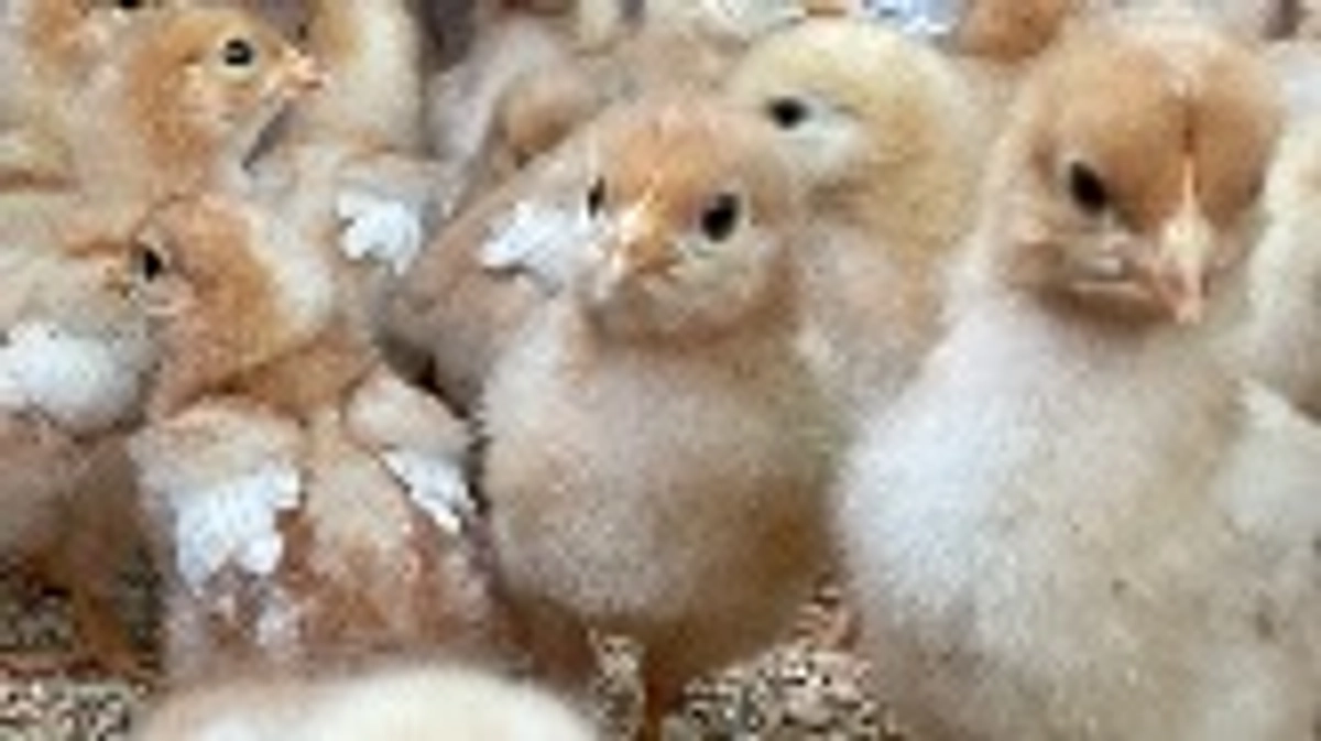 ひよこ達の成長とお願い…