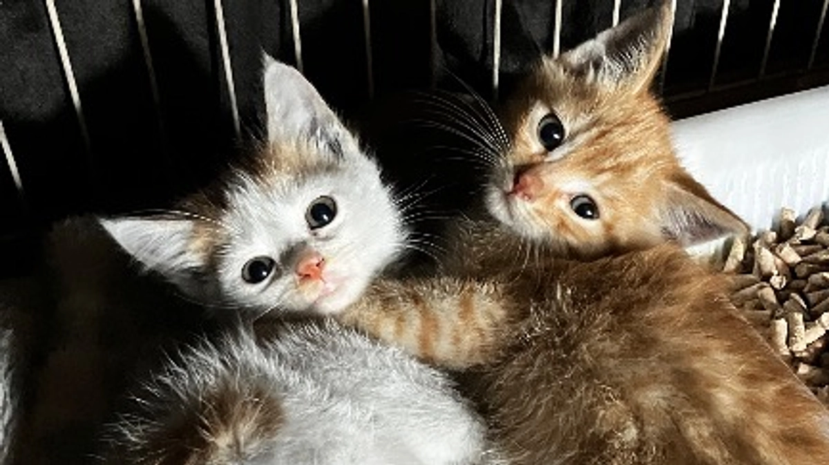 今日は子猫の検査で病院。